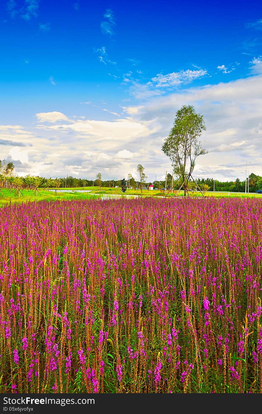 The photo taken in China's heilongjiang province Daqing city Ranghulu district. The photo taken in China's heilongjiang province Daqing city Ranghulu district.