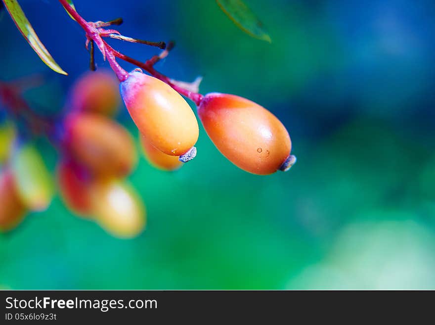 The Fruits Of The Harvest Close-up