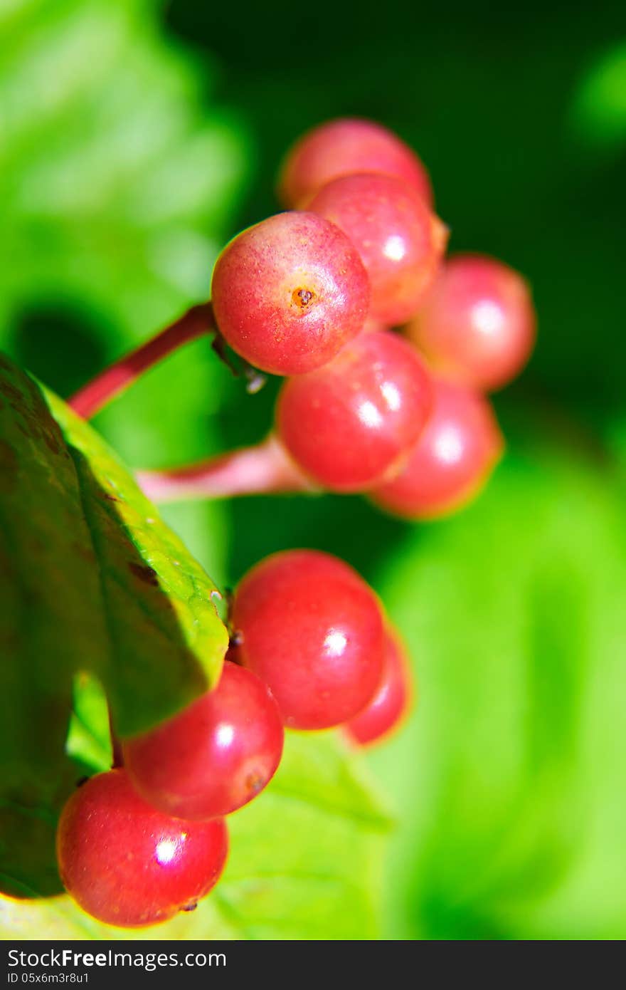 The Close-up Of Fruits