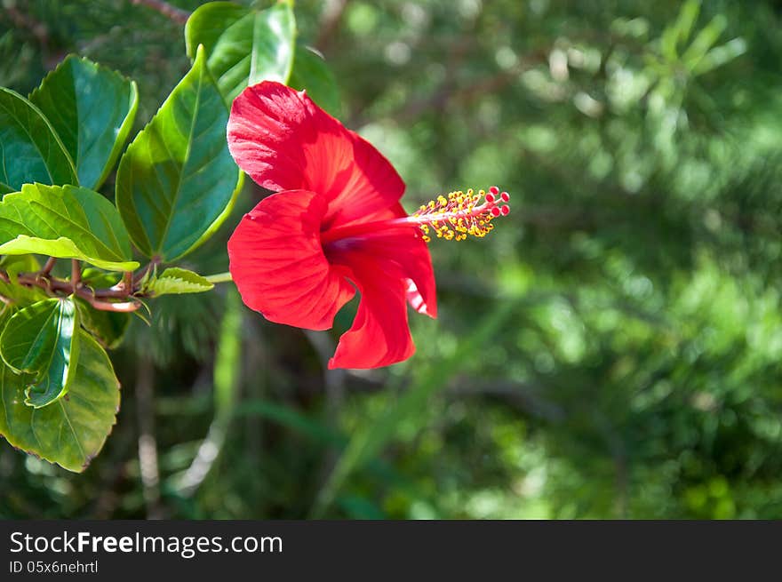 Hibiscus Chinese or Chinese rose, Latin name Hibiscus rosa-sinensis