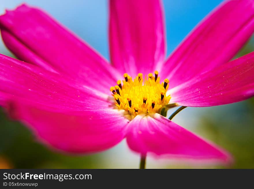 The Close-up Of Calliopsis