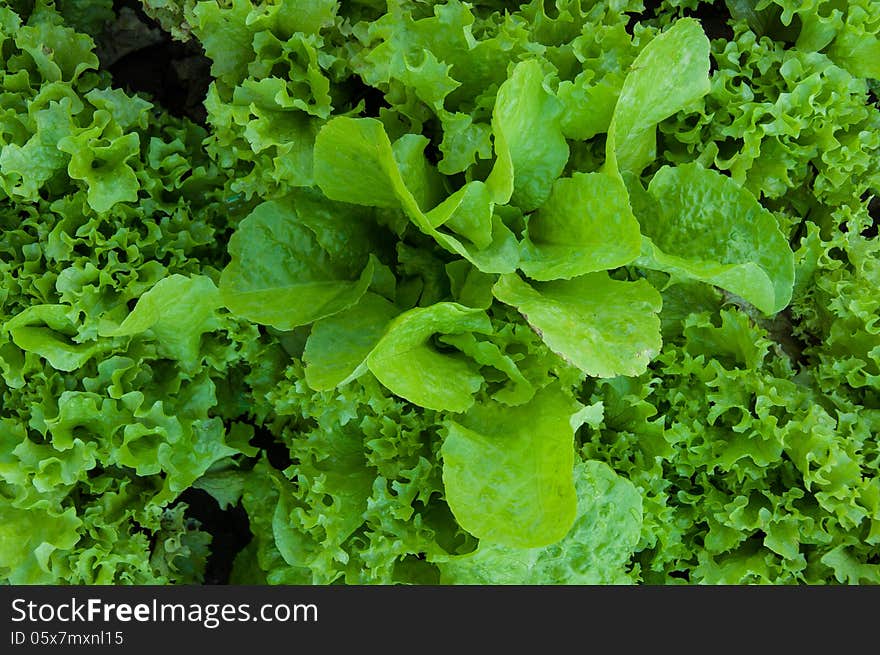 Lettuce is an plant family Compositae. Lettuce is an plant family Compositae