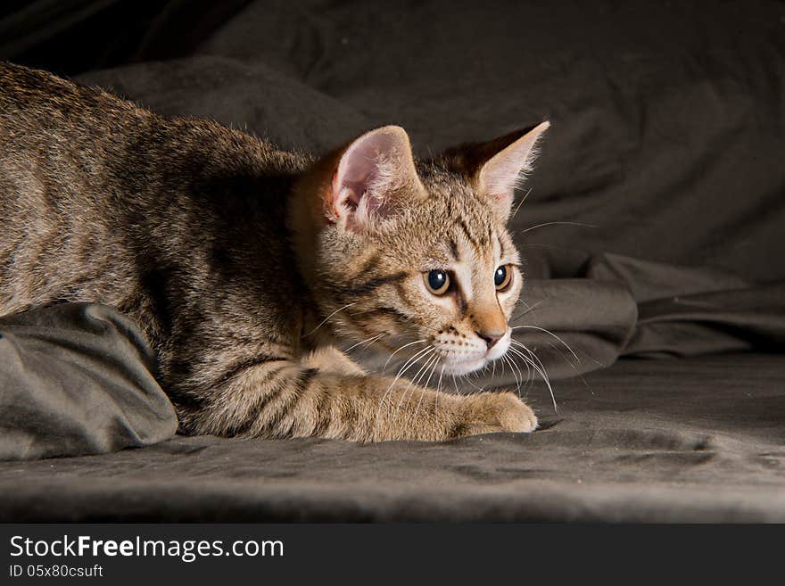 Little kitten in a funny pose