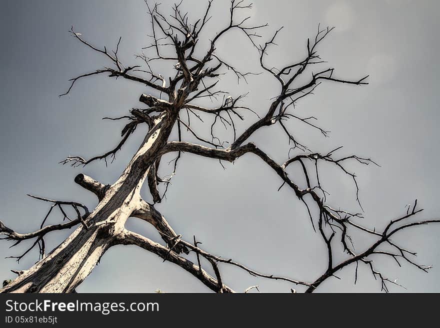 Older dry tree for backgrounds