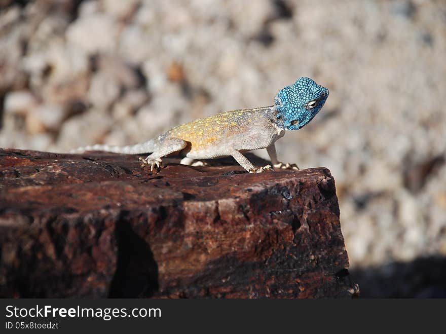 Lizard At Petrified Forest, Khorixas, Namibia