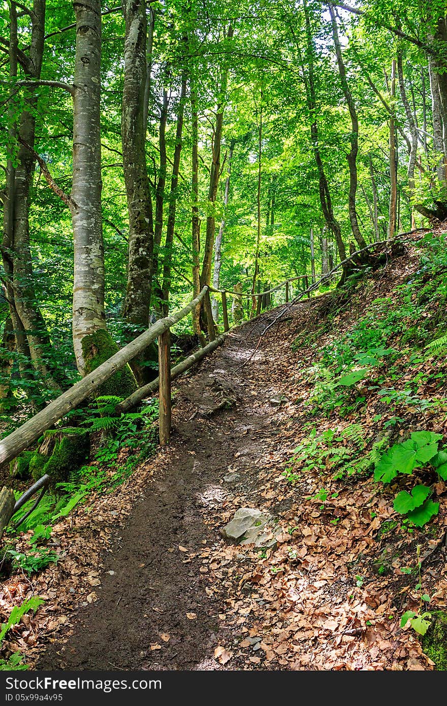 Pathway in a forest among the tall trees, rises up. Pathway in a forest among the tall trees, rises up