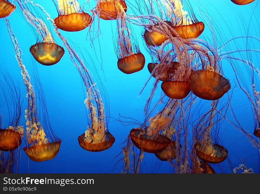 Pacific sea nettle