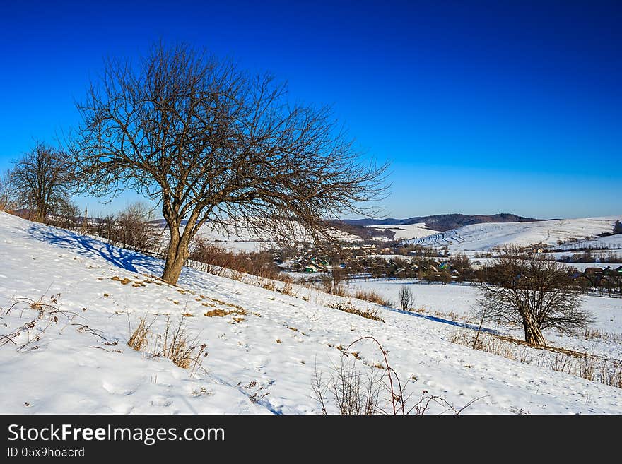 Bare trees on a snow-covered hillside near the village in the mountains, under the frosty blue sky. Bare trees on a snow-covered hillside near the village in the mountains, under the frosty blue sky