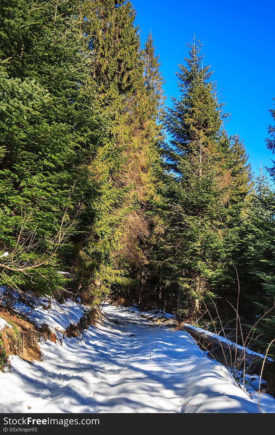 Snow-covered pathway going up to the coniferous forest on sunny winter day. Snow-covered pathway going up to the coniferous forest on sunny winter day