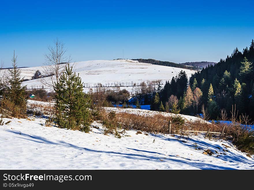 Snow-covered Pine Forest On The Hillside In Winter