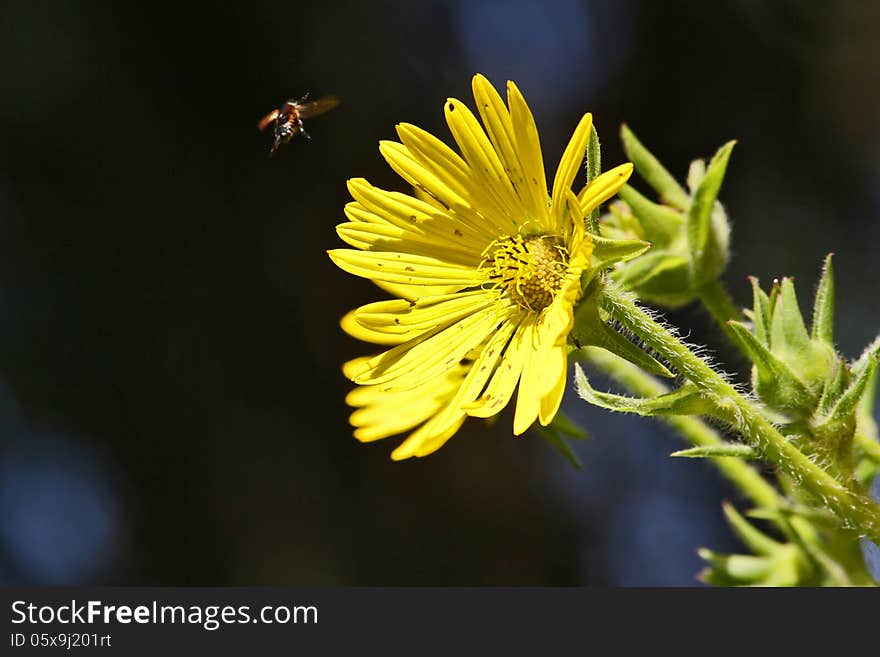 A Japanese Beetle was flying towards my Compass Plant and I captured it in flight. A Japanese Beetle was flying towards my Compass Plant and I captured it in flight.