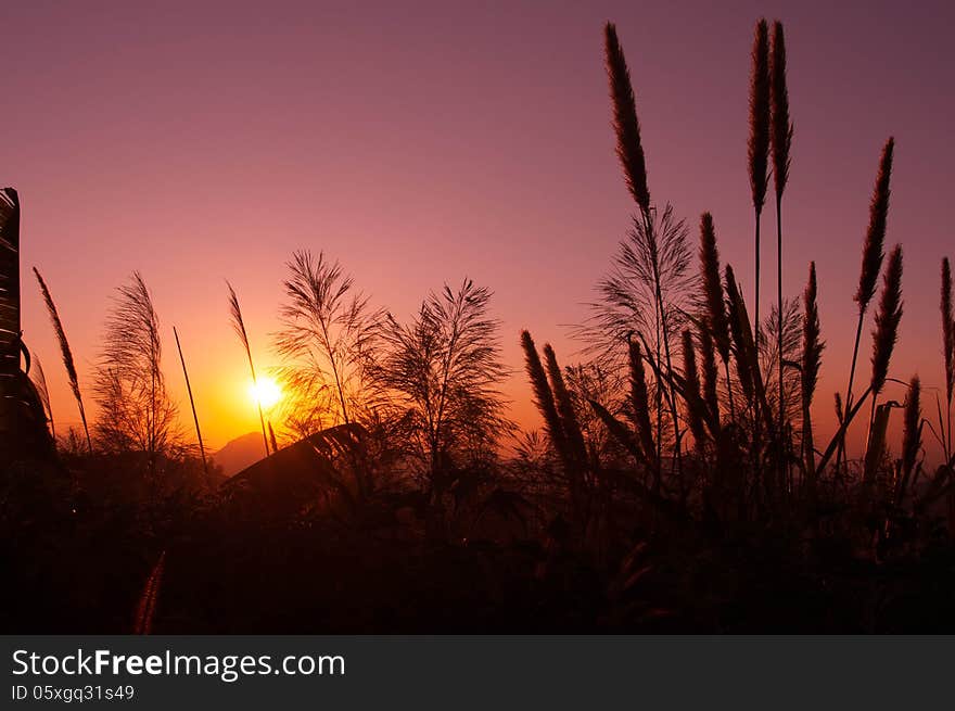 Silhouette plant after the sunset