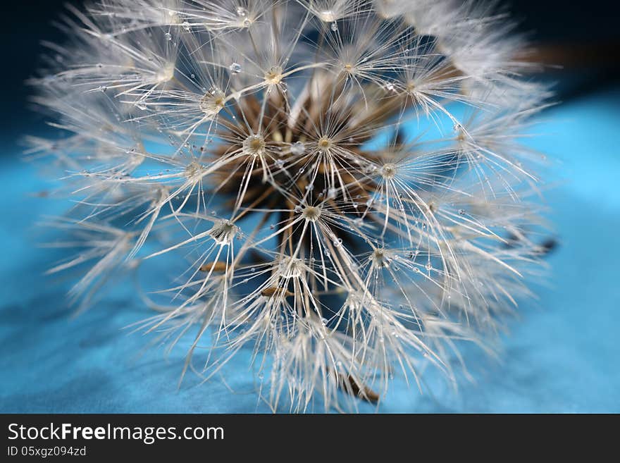 Dandelion seed, wet from the dew on blue and black background.