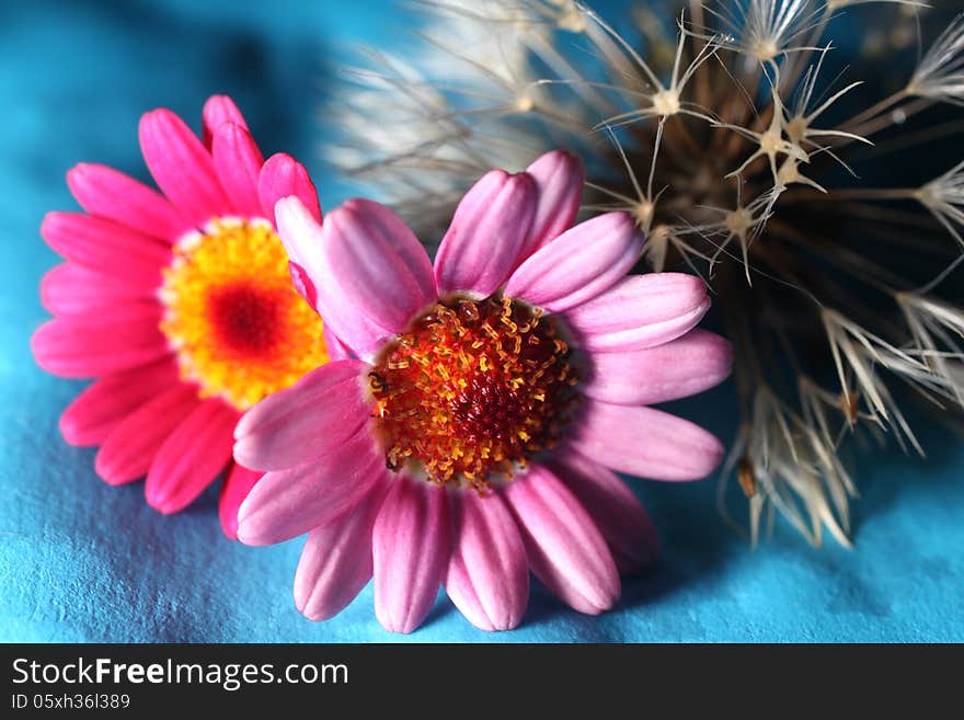 Dandelion seeds, pink and red flowers on a blue and black background. Dandelion seeds, pink and red flowers on a blue and black background.