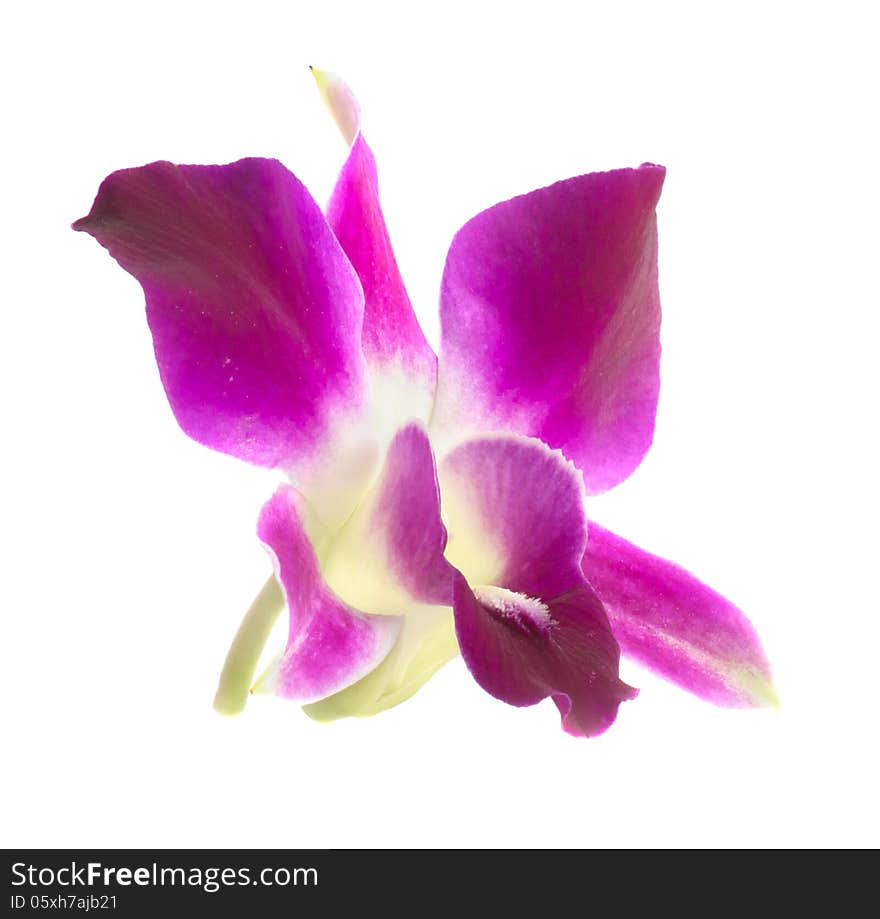 Pink orchid isolated on a white background