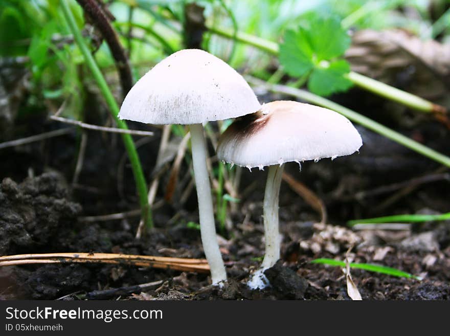 Mushroom couple in nature,close up. Mushroom couple in nature,close up