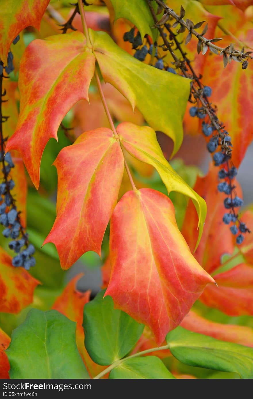 Beautiful autumn leaves and berries