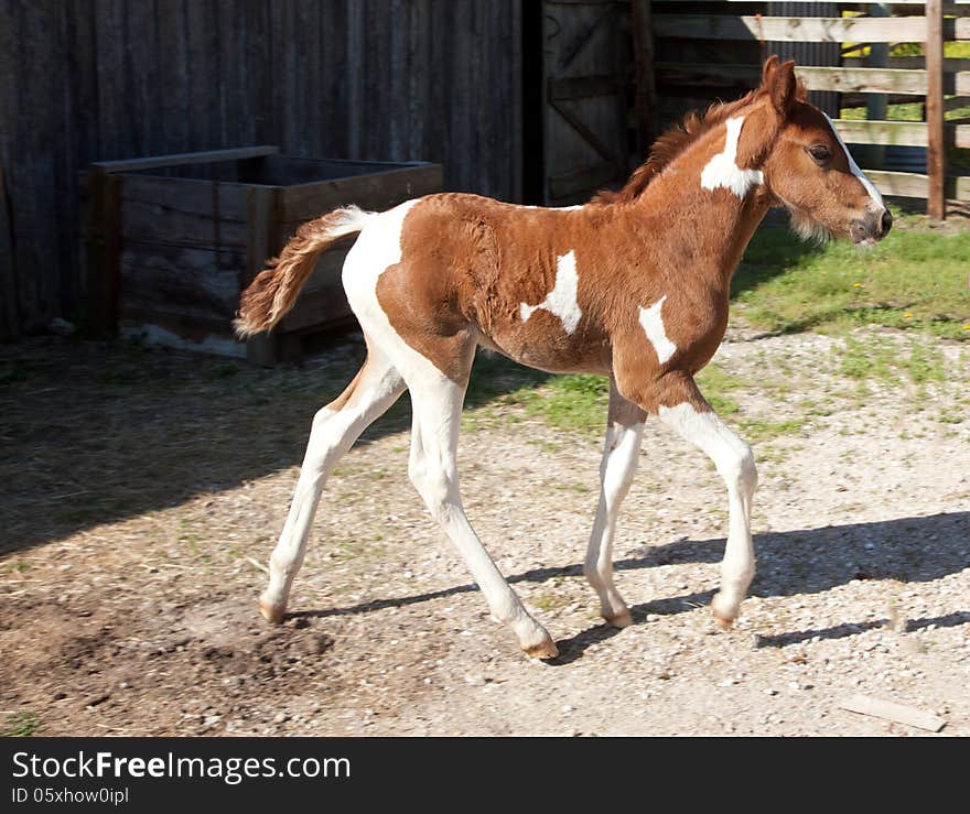 A pinto foal walking in a corral.