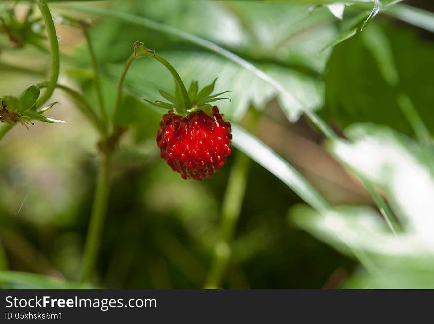 Red wild strawberry photographed against green bushes