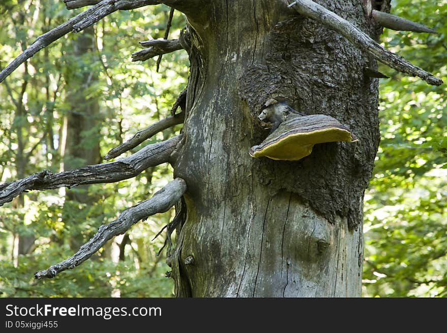 Fungus growing on a withered tree trunk