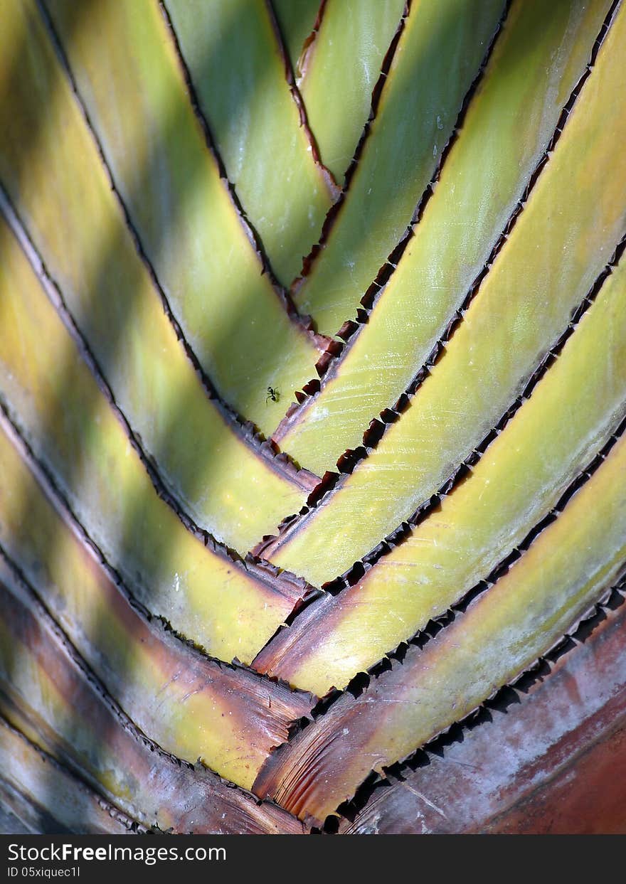 Detail of palm Ravenala madagascariensis. Detail of palm Ravenala madagascariensis