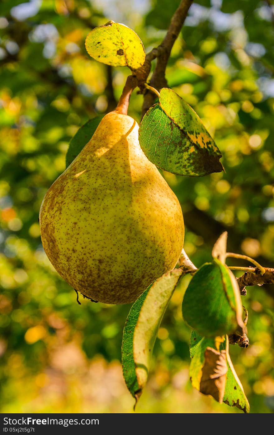 Natural gold pear ripening in the gentle autumn sun