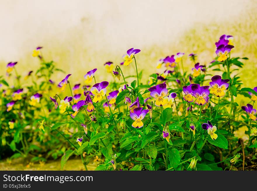 Pansies grown between concrete slabs. Pansies grown between concrete slabs