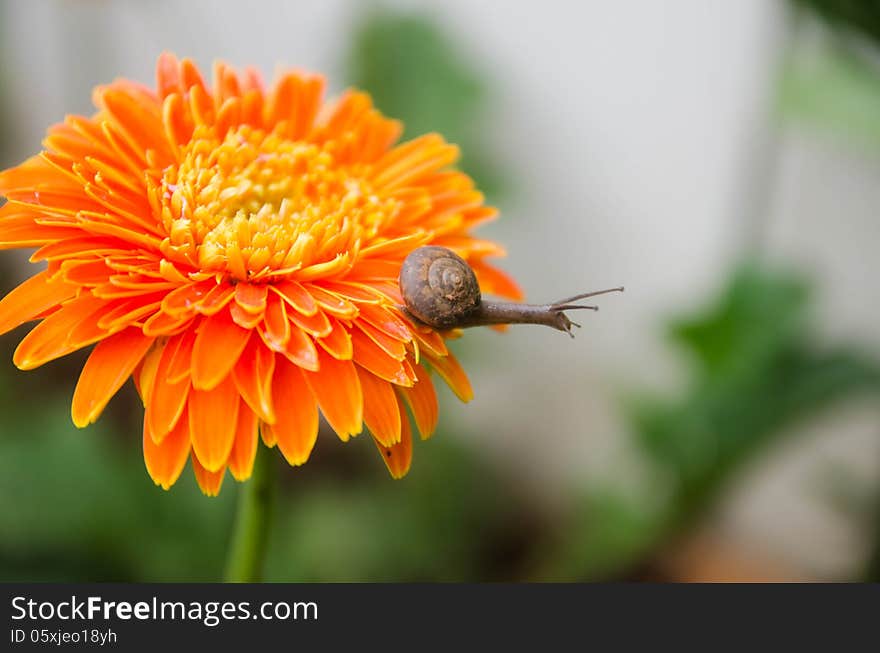 Flower and Snail