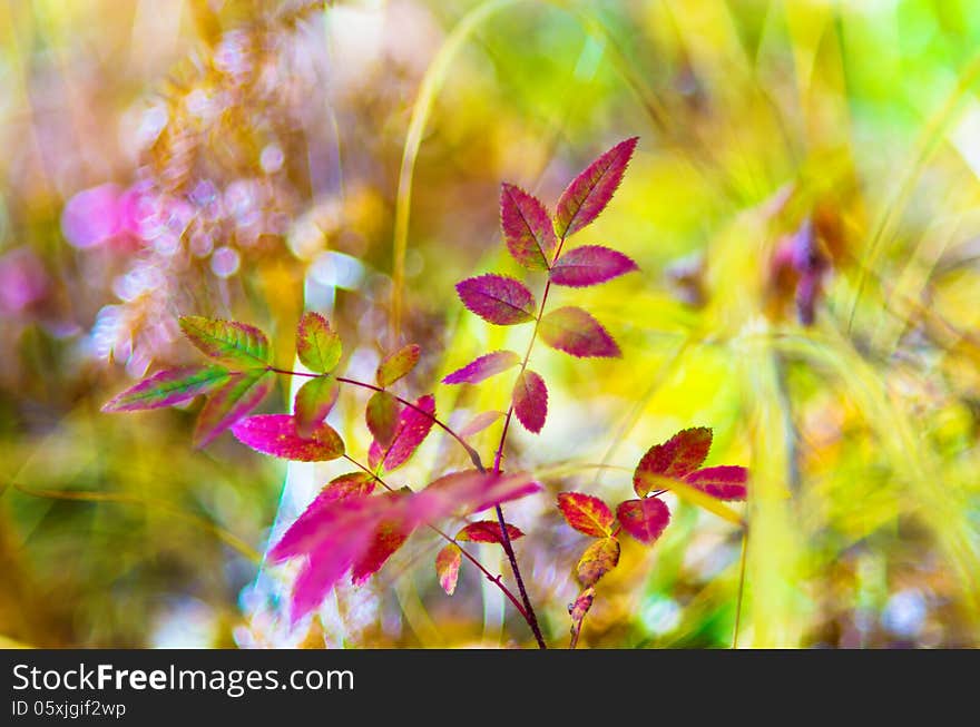 Bokeh with yellow and red leaves of the forest plants, in a natural sunshine, DOF. Bokeh with yellow and red leaves of the forest plants, in a natural sunshine, DOF