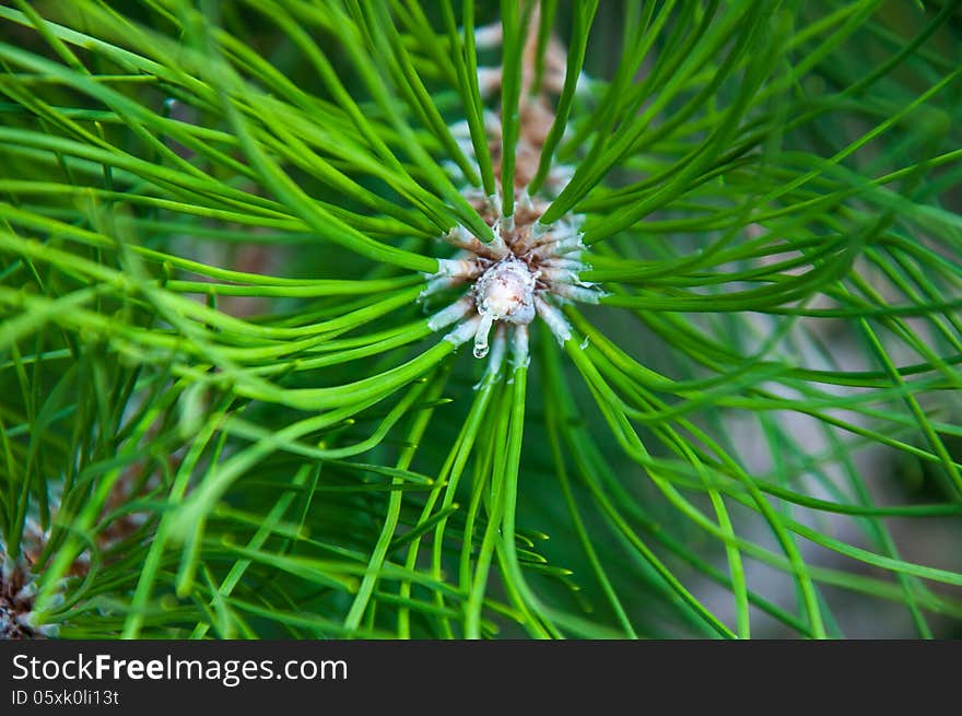 Pinus genus of conifers Pinaceae family. Pinus genus of conifers Pinaceae family