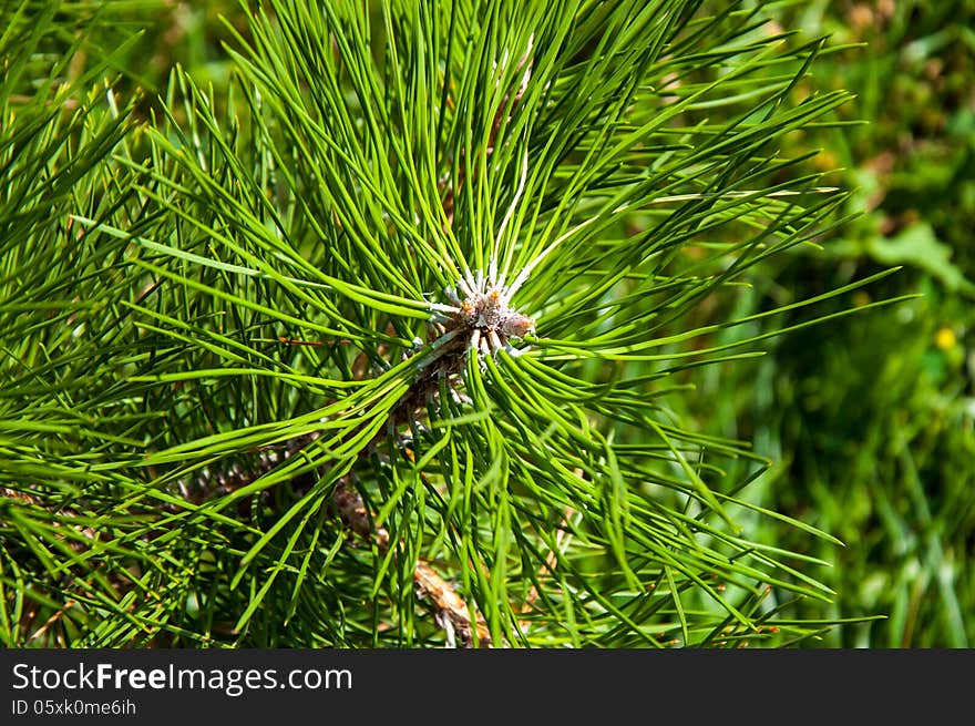 Pinus genus of conifers Pinaceae family. Pinus genus of conifers Pinaceae family