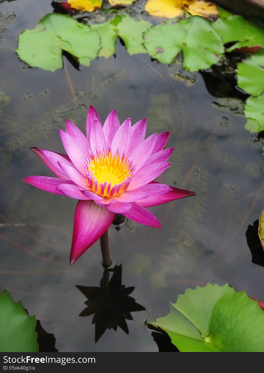 The pink violet water lily. The pink violet water lily