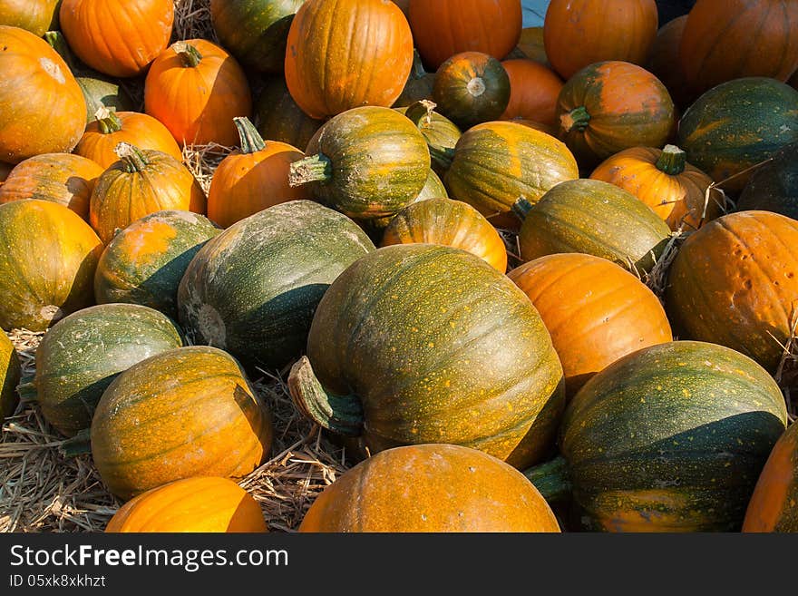 Selection of colorful orange pumpkins for Halloween Scary Jack background. Selection of colorful orange pumpkins for Halloween Scary Jack background