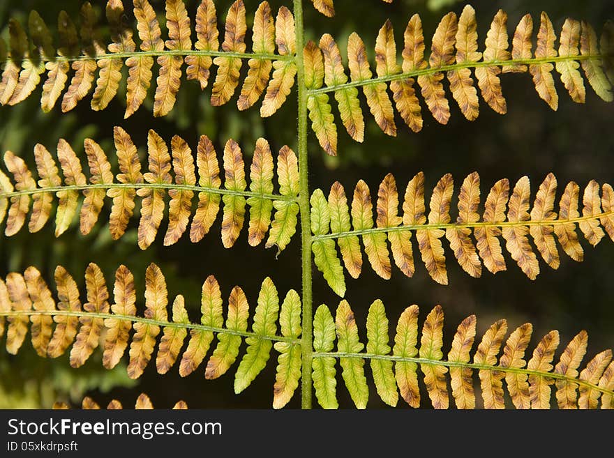 Yellow-green fern leaves in autumn color. Yellow-green fern leaves in autumn color