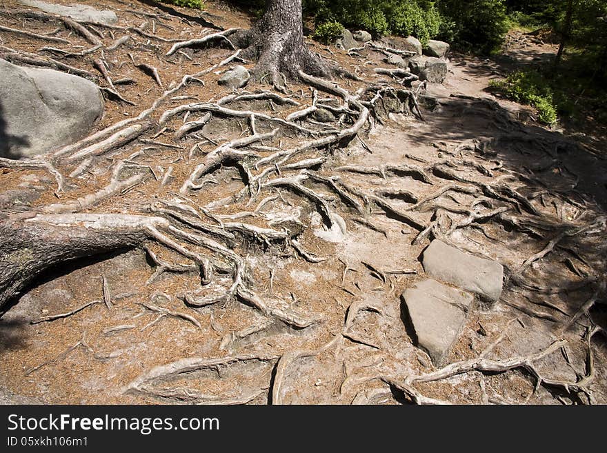 Many roots of trees in arid land. Many roots of trees in arid land