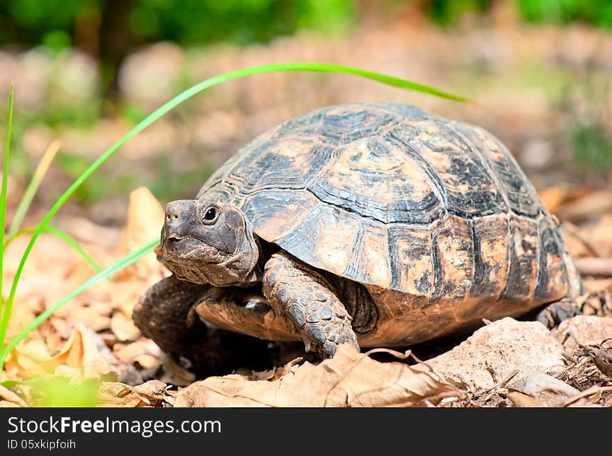 Portrait of an adult turtle on land dry foliage