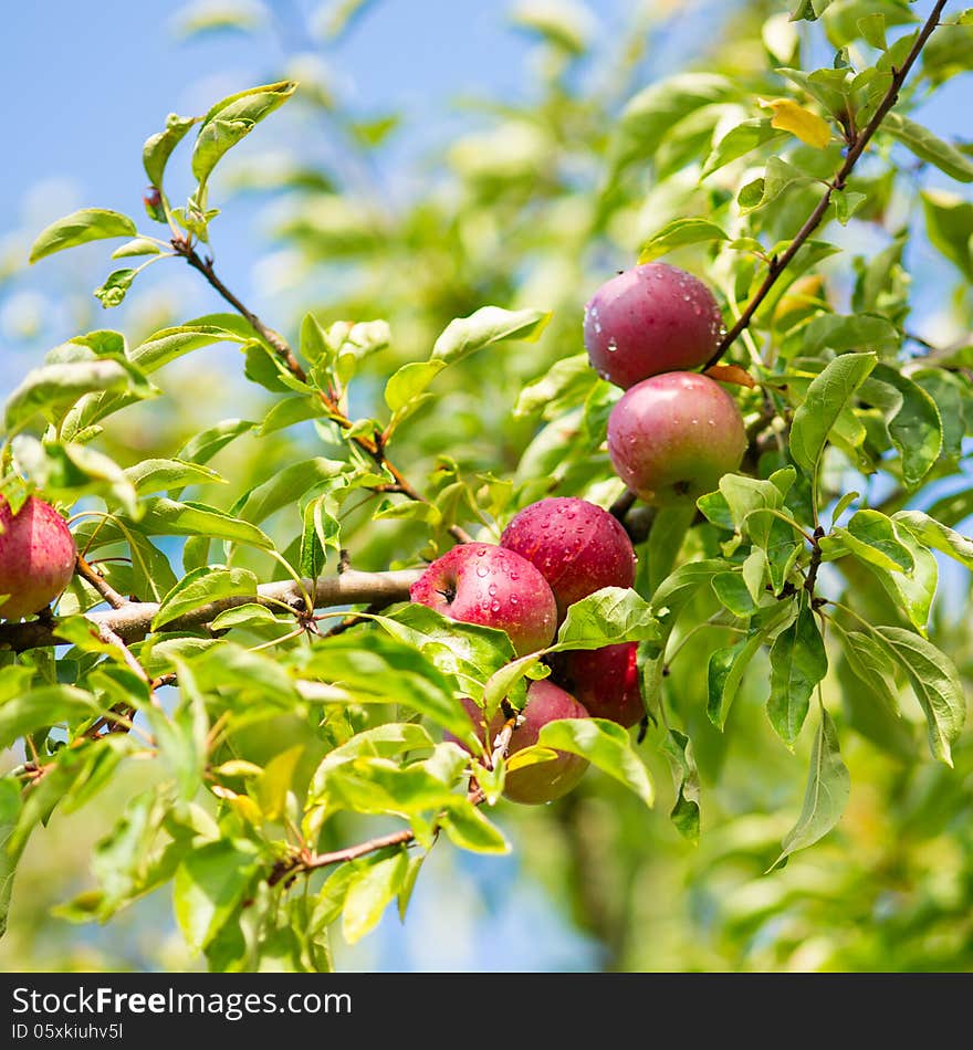 Ripe red apples tree brunch. Ripe red apples tree brunch