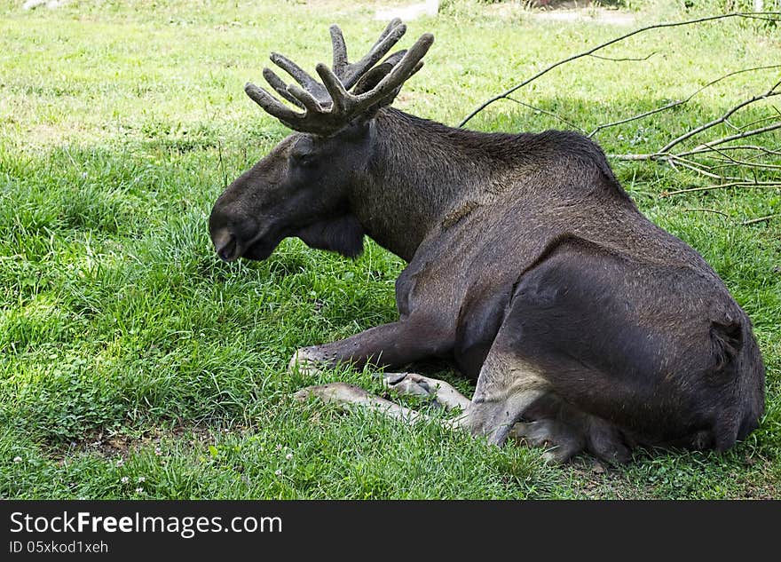 Big old moose lying on the grass