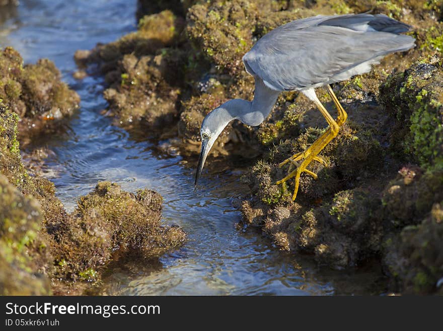 Little Egret Hunting