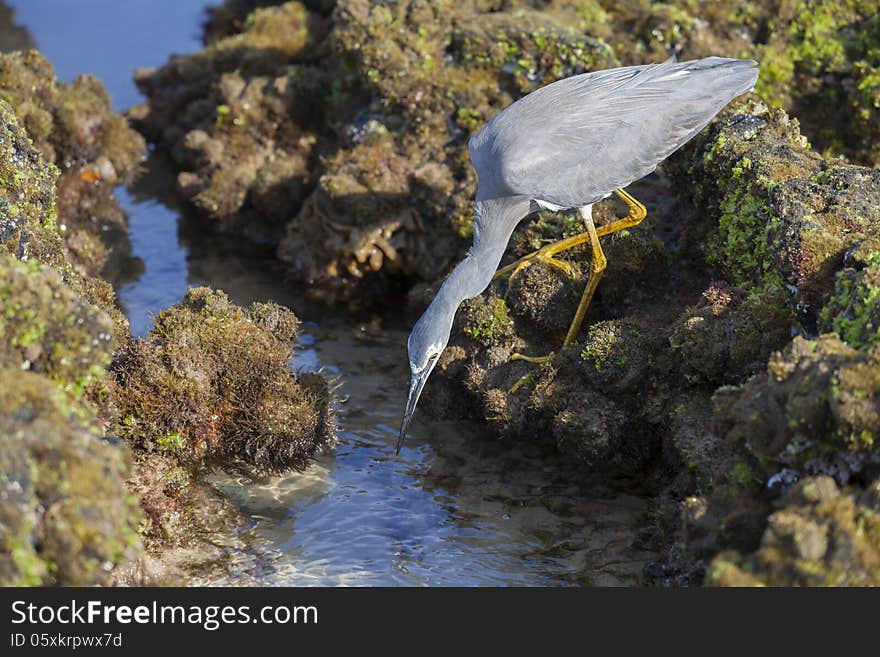 Little grey egret hunting for small critters in rocks at the beach. Little grey egret hunting for small critters in rocks at the beach.