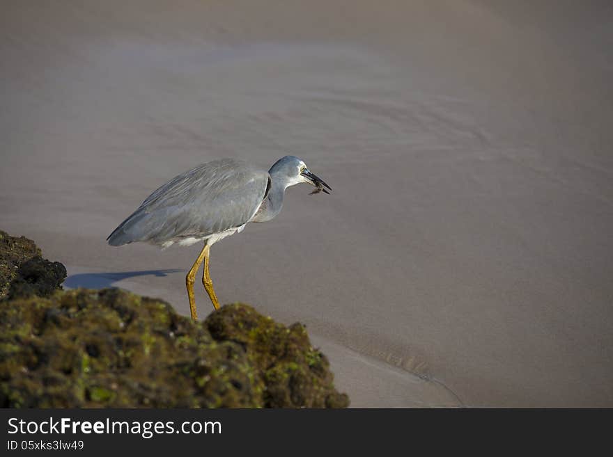 Little Egret Eating A Small Fish