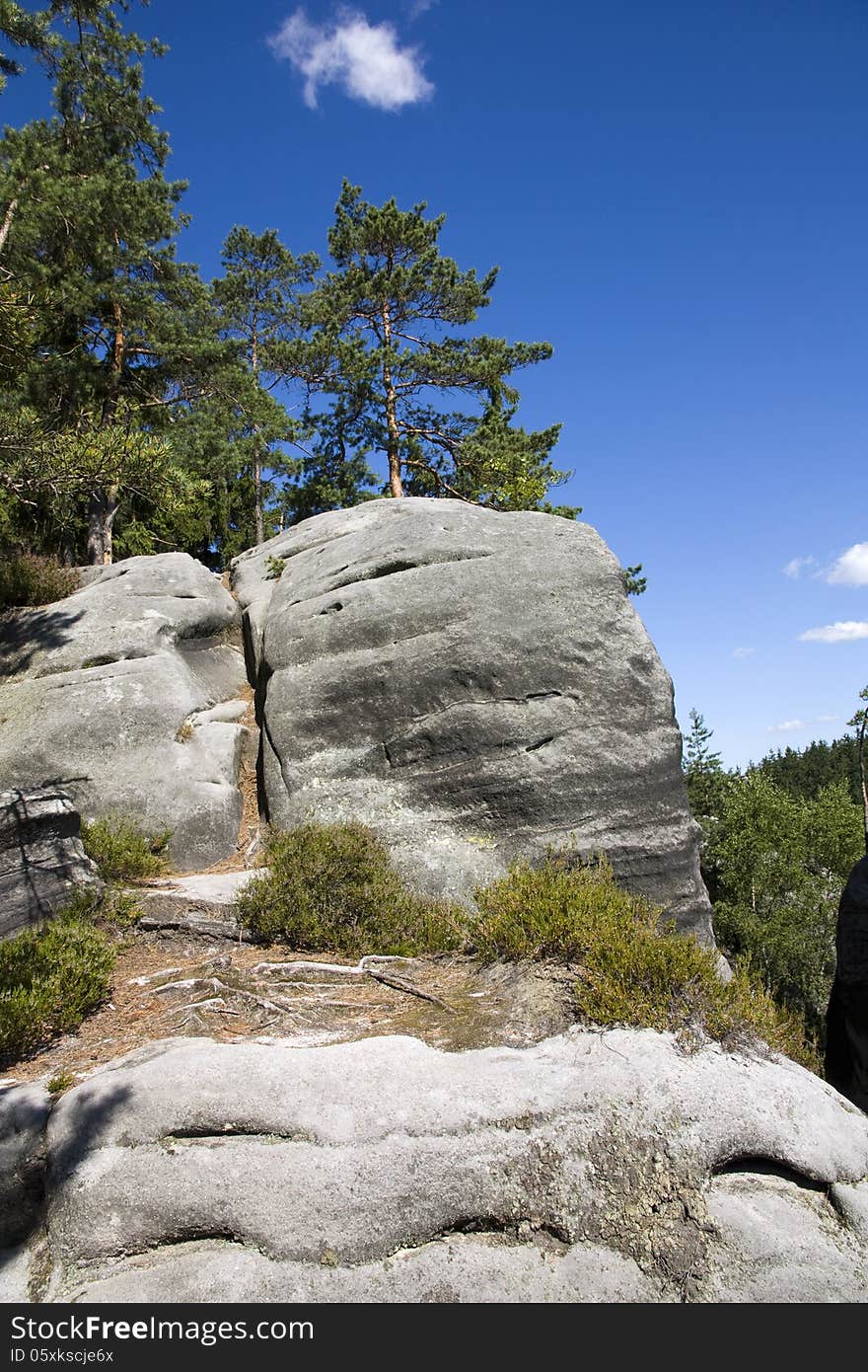 Pine growing on rock formation. Pine growing on rock formation