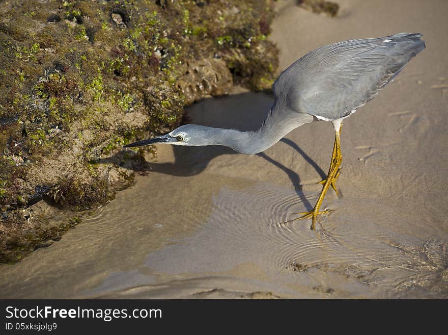 Little grey egret hunting for small critters in rocks at the beach. Little grey egret hunting for small critters in rocks at the beach.