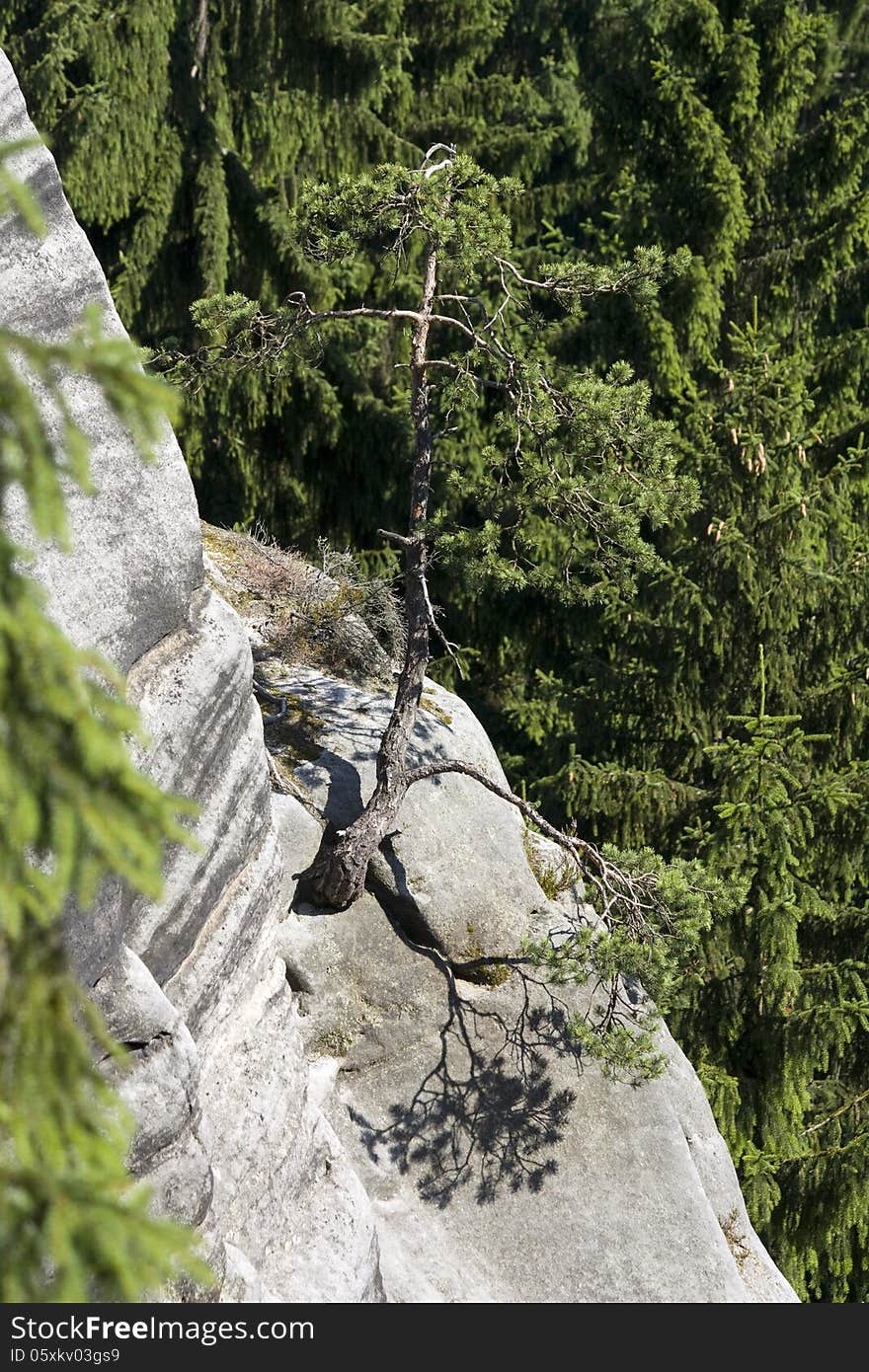 Young pine in the rock. Young pine in the rock