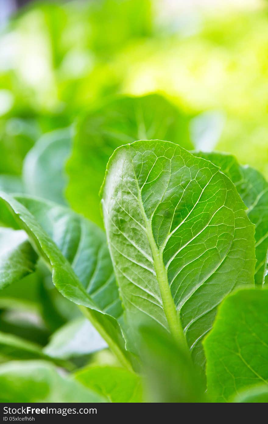 Hydroponics vegetable farm