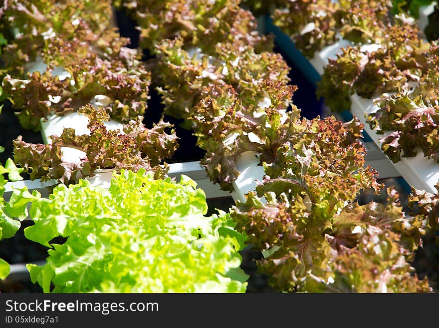 Hydroponics Vegetable Farm