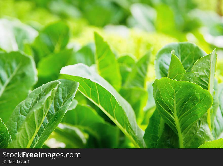 Hydroponics vegetable