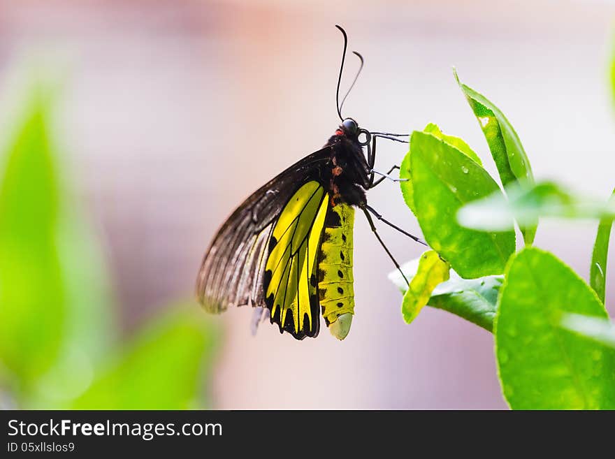 Close up of male golden birdwing (Troides aeacus) butterfly sunbathing on green leaf. Close up of male golden birdwing (Troides aeacus) butterfly sunbathing on green leaf