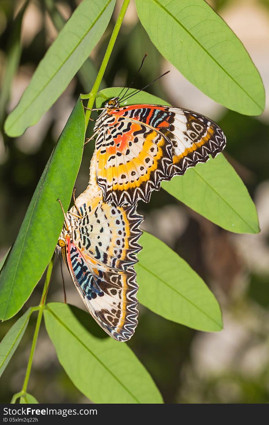 Leopard lacewing butterflies