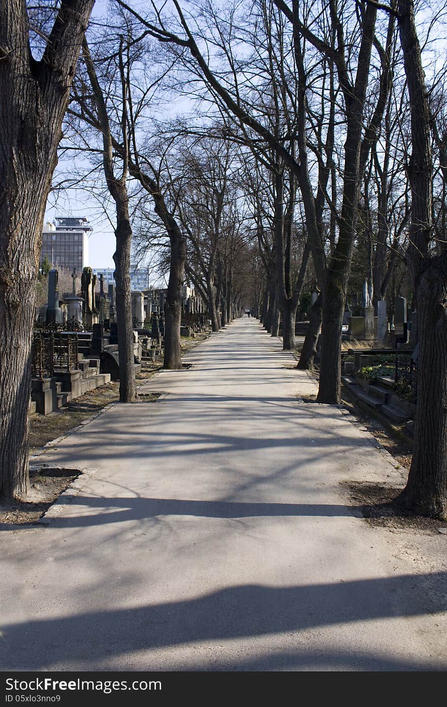 Asphalt road to the cemetery with longitudinally planted trees